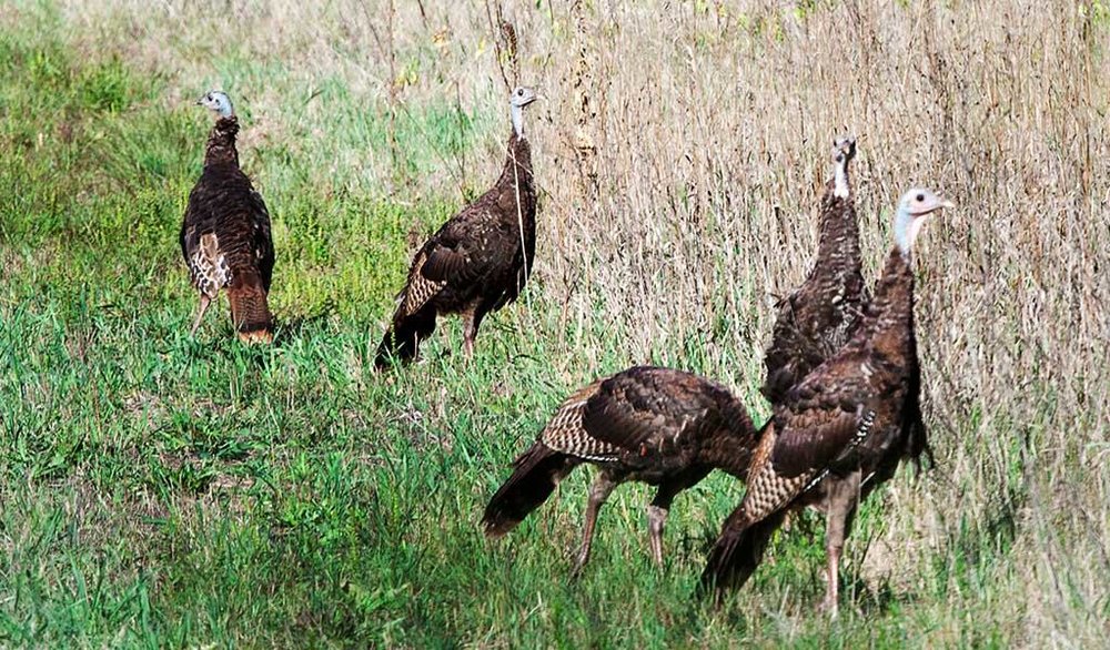 mn dnr turkey hunting
