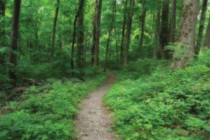 hiking trails smoky mountains