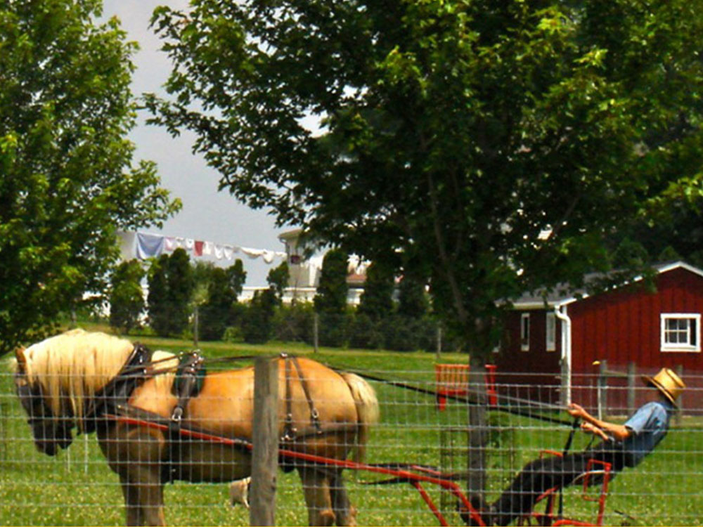 Amish youth riding a horse plow.