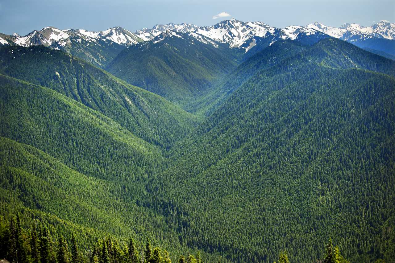 Evergreen woods carpet a valley with snowcapped mountains on the horizon.