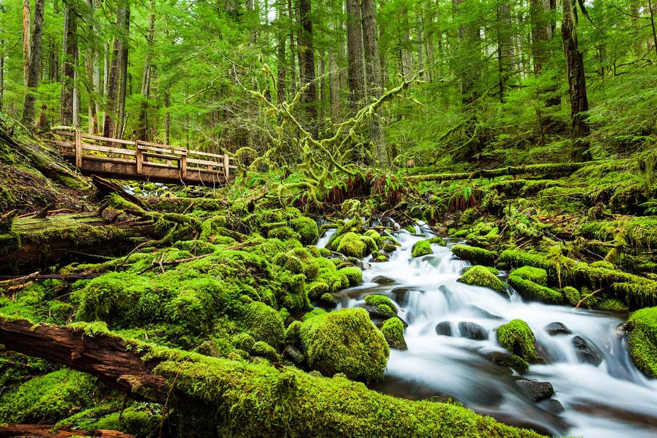 A cascade of water churns past moss-covered rocks.