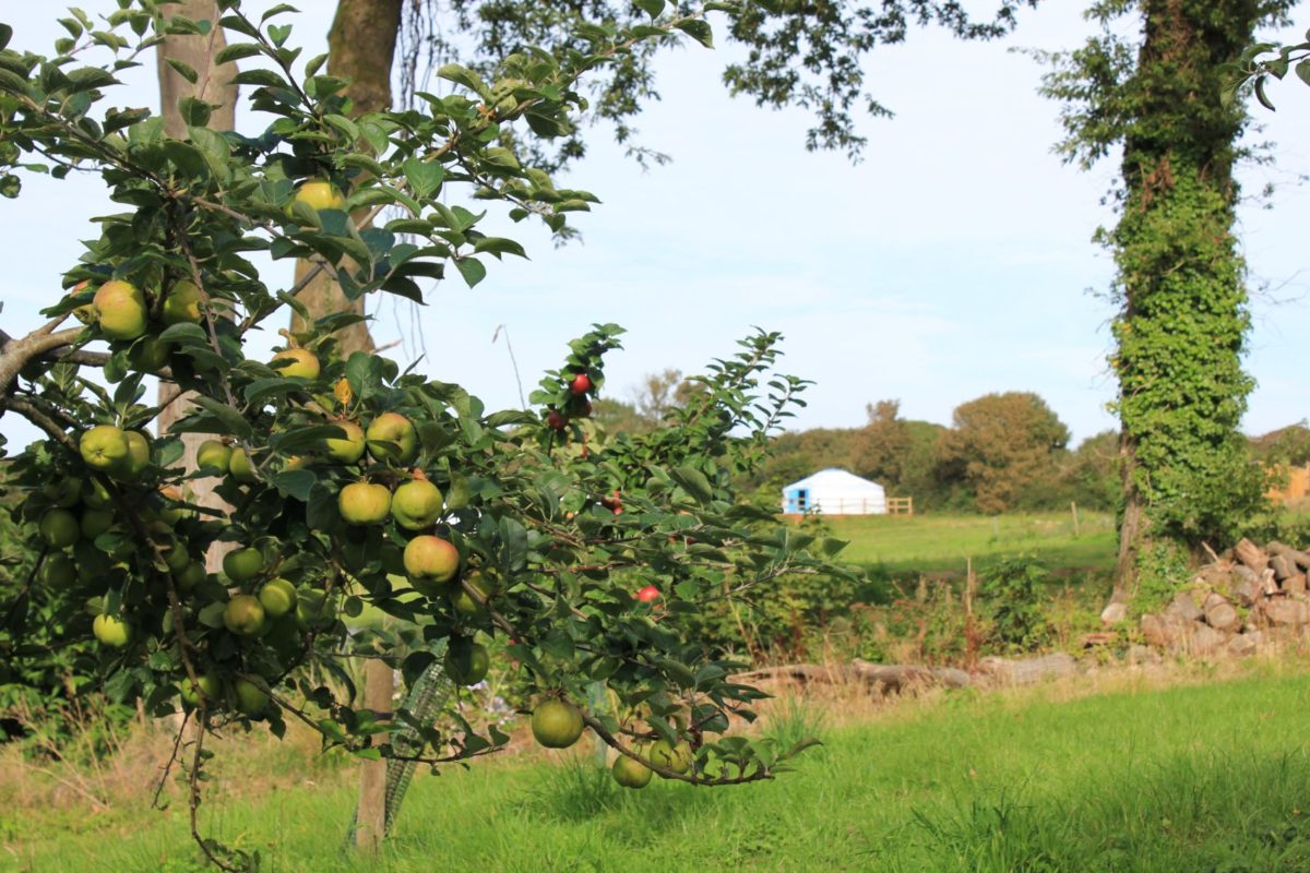 Apples growing at Fir Hill Glamping, Cornwall
