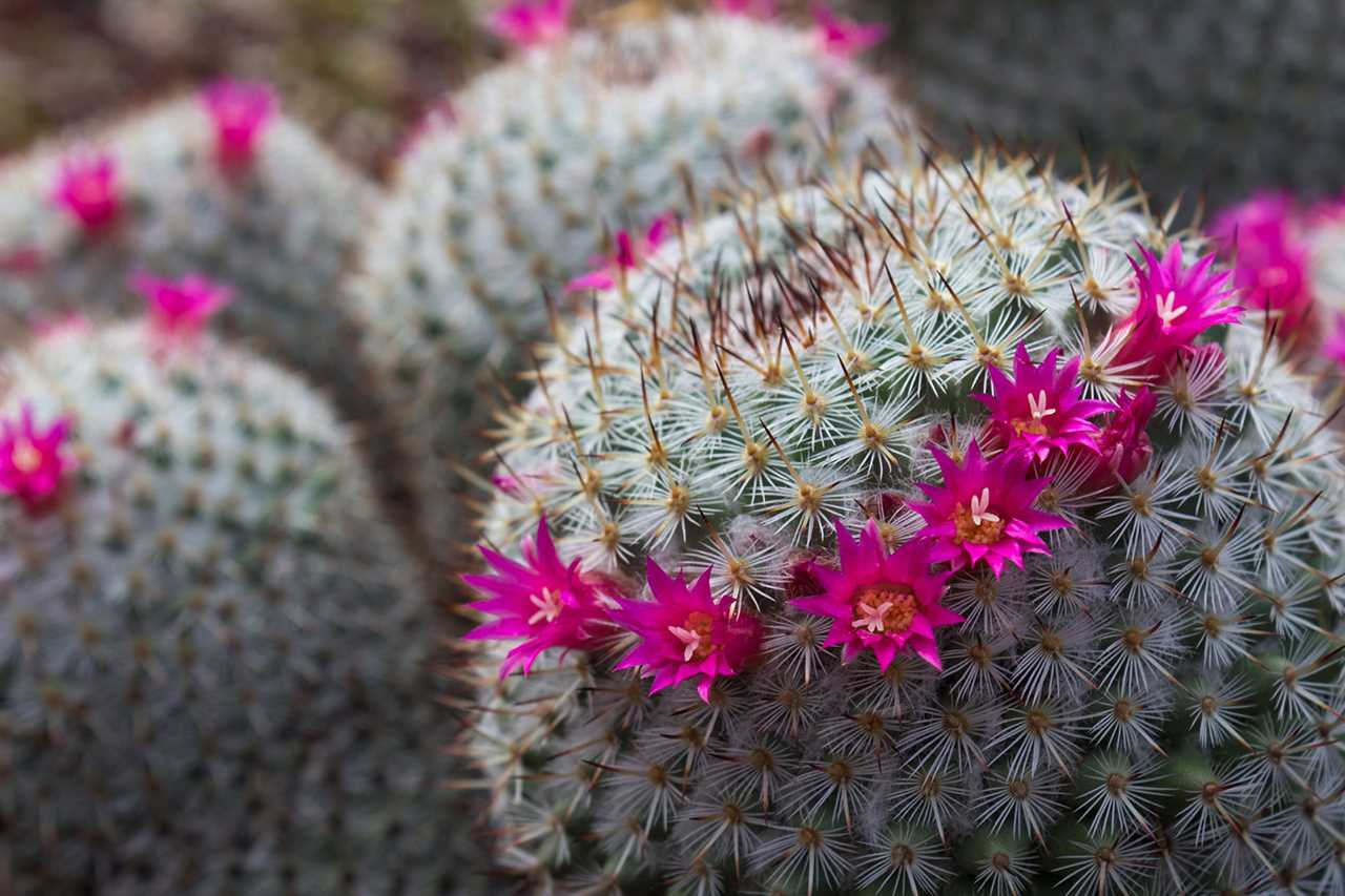 Cactus flowers bloom on the surface of sharp cacti.