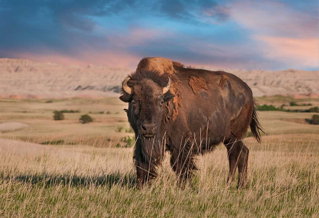 wildlife-watching-guide-to-rving-badlands-national-park-03-2022