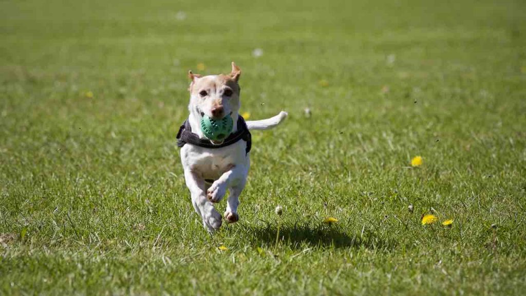 A dog playing fetch