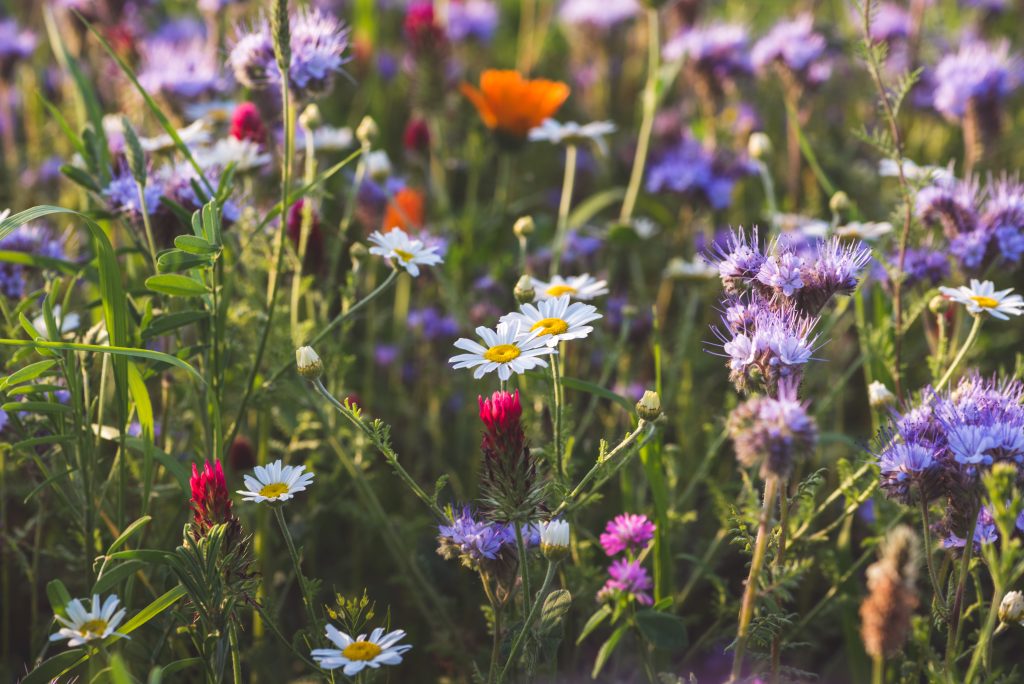 Wildflowers in Bloom