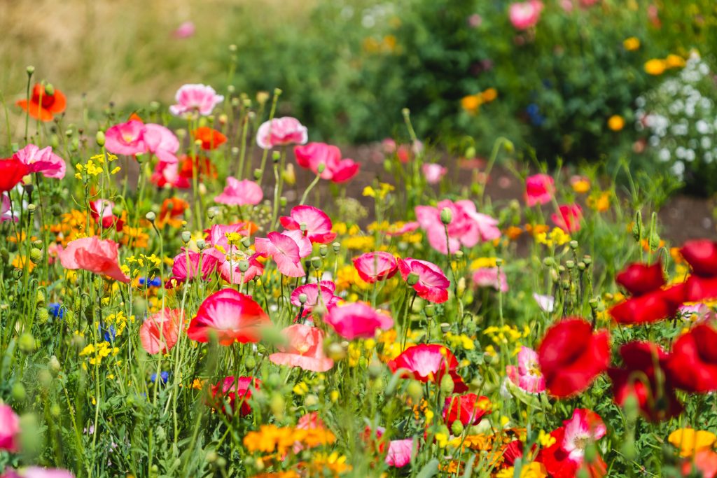 Pink and Red Wildflower Meadow