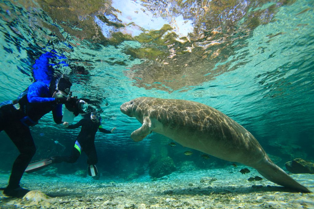 Manatee and Scuba Diver in Crystal River Springs, FL