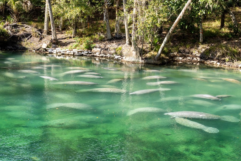 Herd of Manatee in Blue Spring State Park, FL