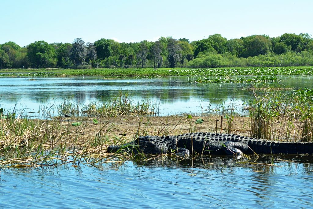Alligator in Florida Waters
