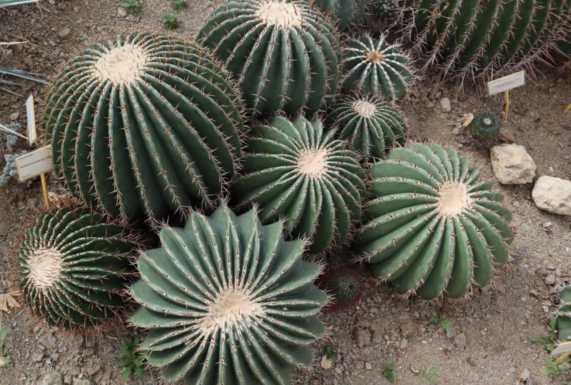 cactus plants