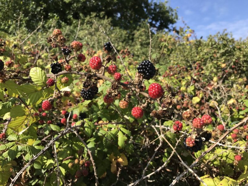 blackberry bush