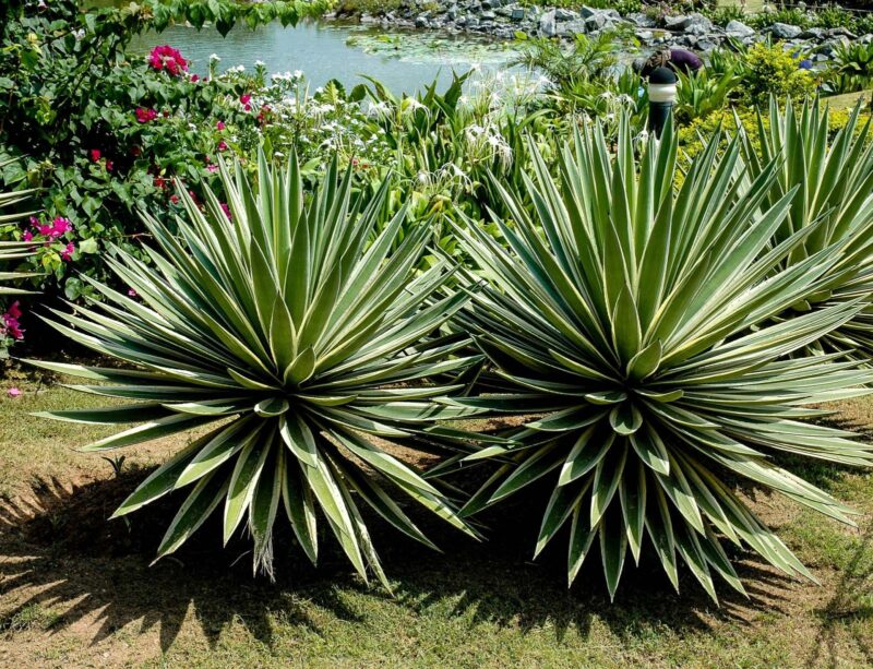 agave