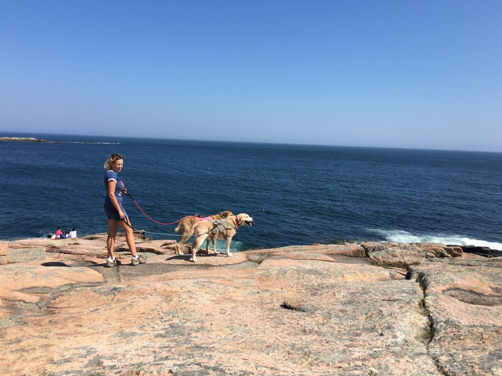 2 Traveling Dogs in Maine