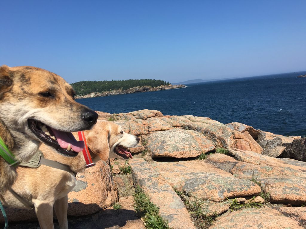 Maine, 2 Traveling Dogs