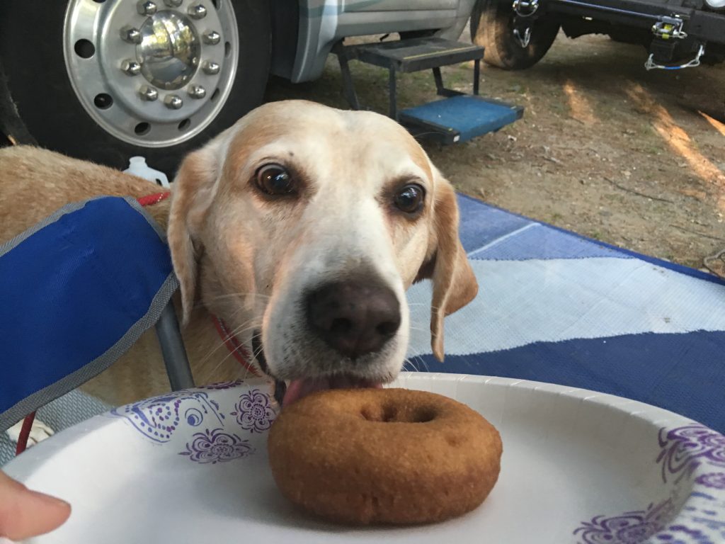 Donut in New Hampshire with 2 Traveling Dogs