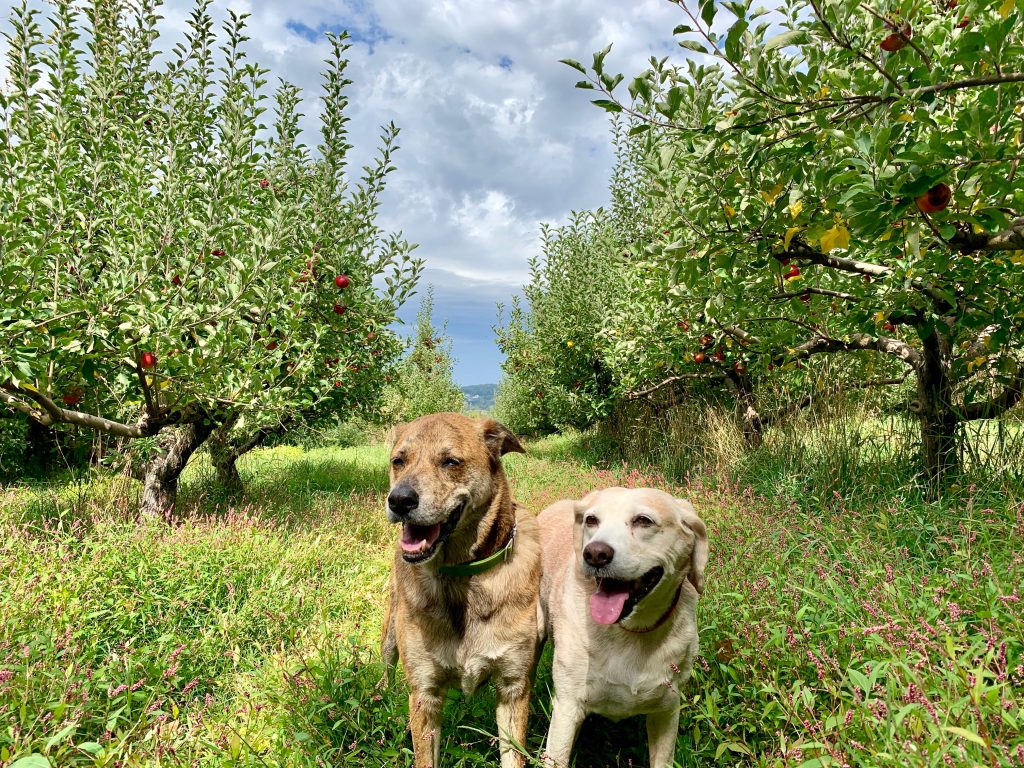 2 Traveling Dogs in Warwick, NY