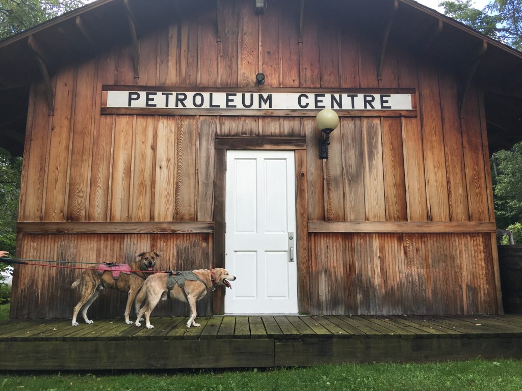 2 Traveling Dogs in Pennsylvania