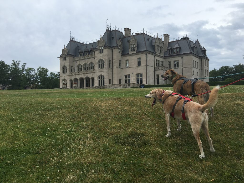 Cliff Walk Rhode Island with 2 Traveling Dogs