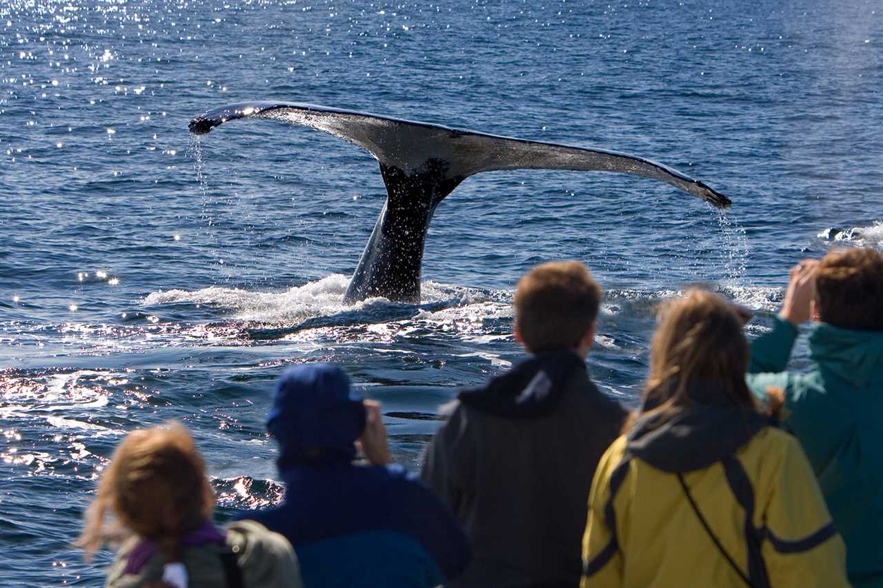 People on a whale watching expedition spot the tail of a whale from the boat.