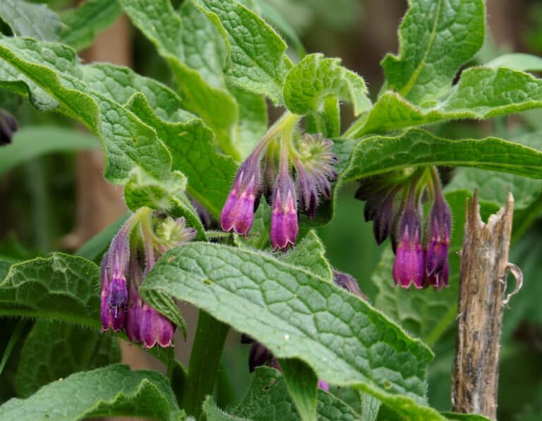 comfrey