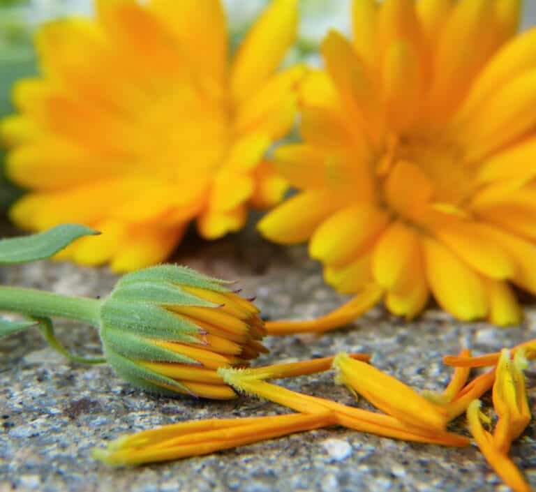 calendula