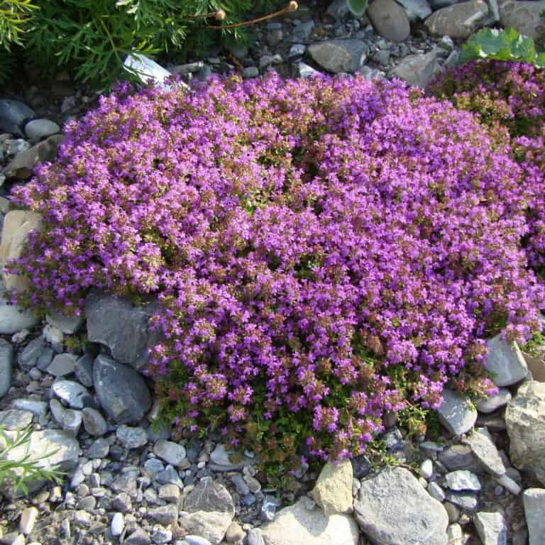 creeping thyme