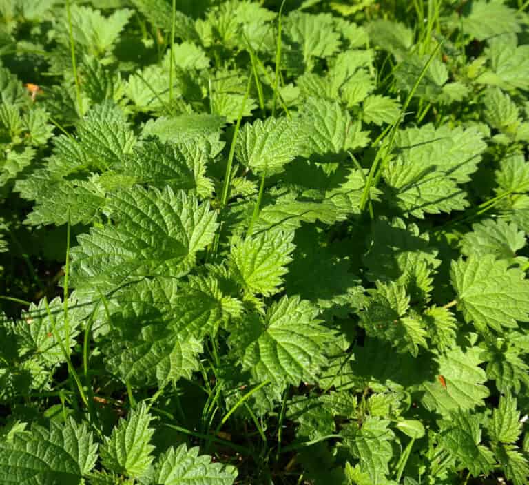 stinging nettles