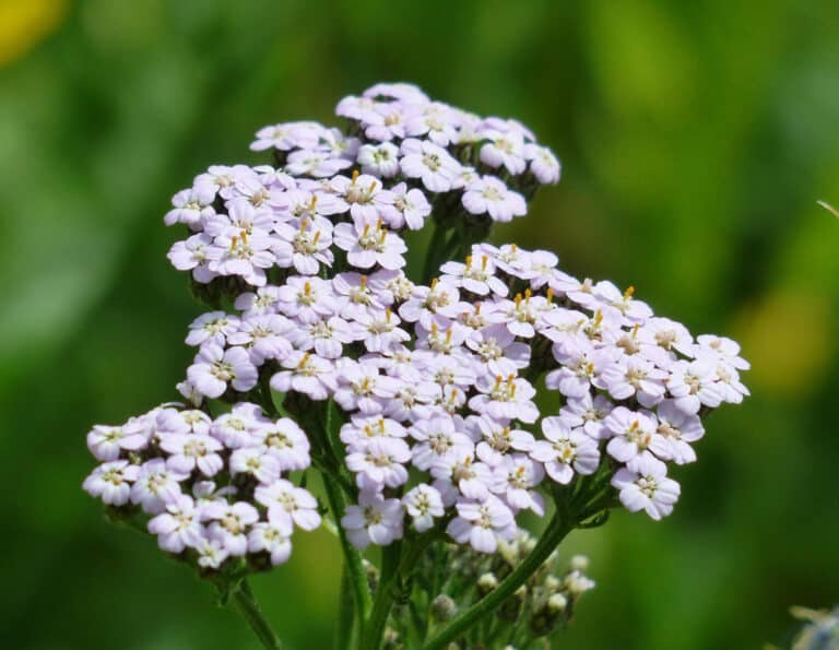 yarrow flowers