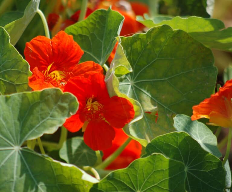 nasturtium