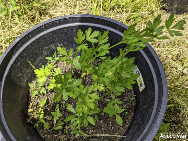 parsley growing in a container