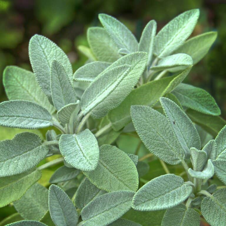 sage leaves