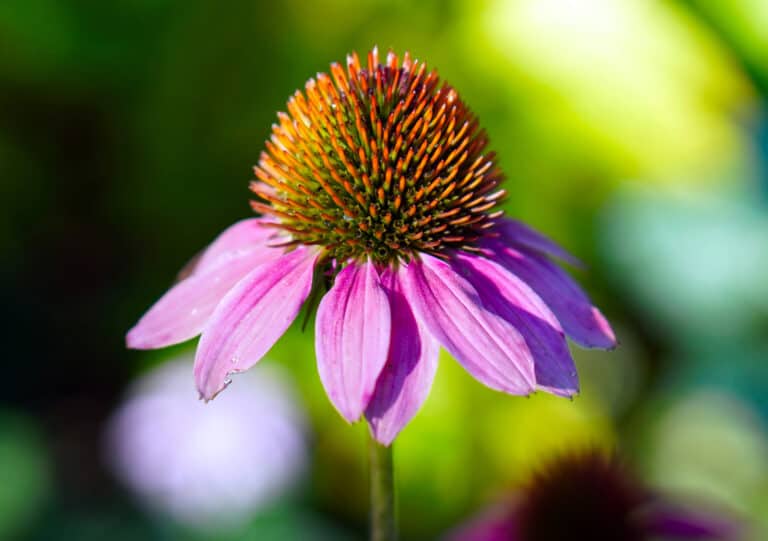 echinacea flower