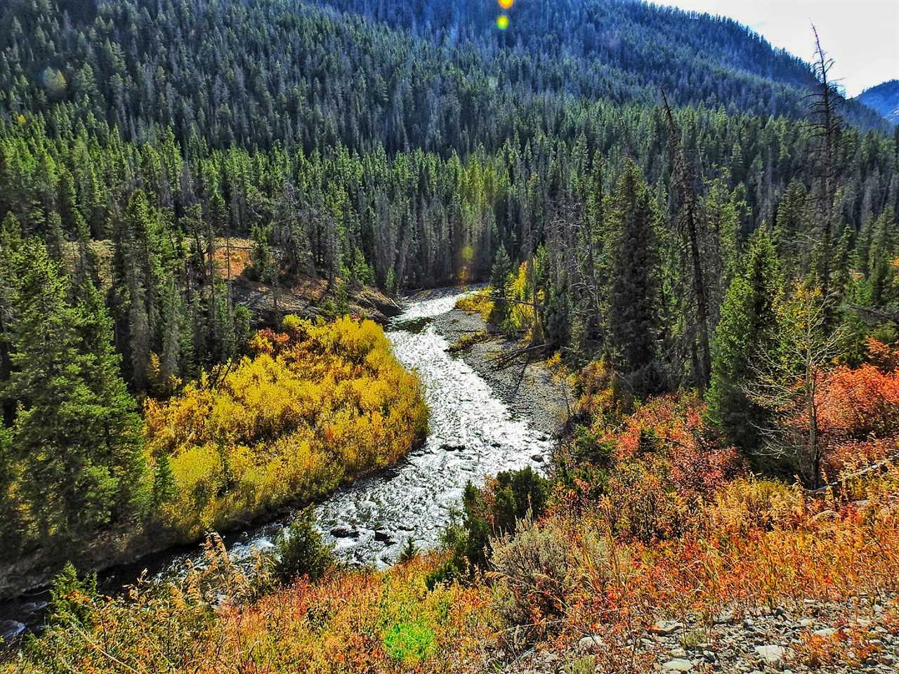 A river churning through a lush forest. 