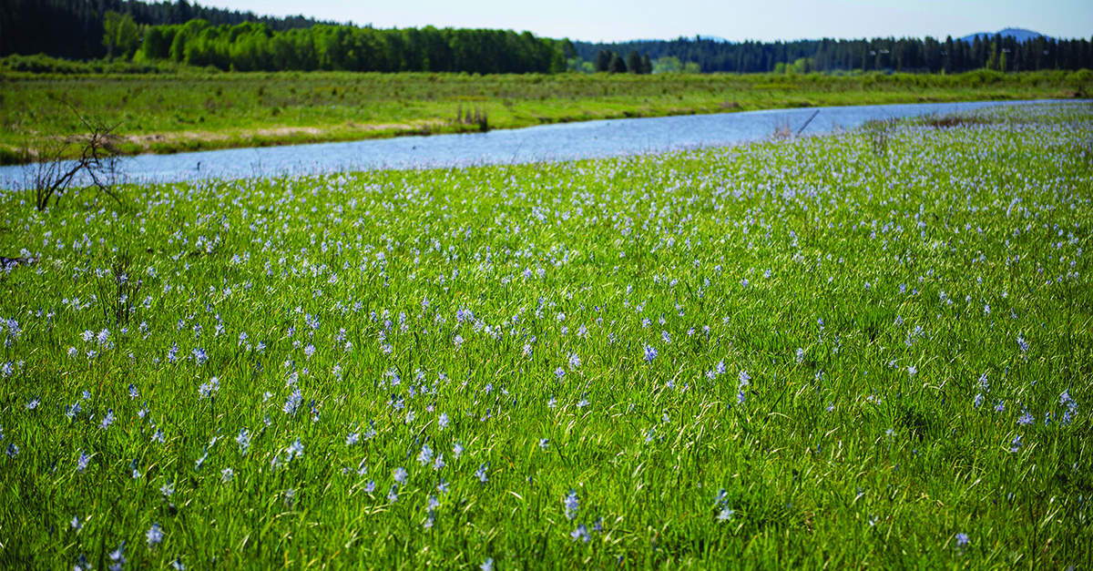 A river runs through a grassy meadow.