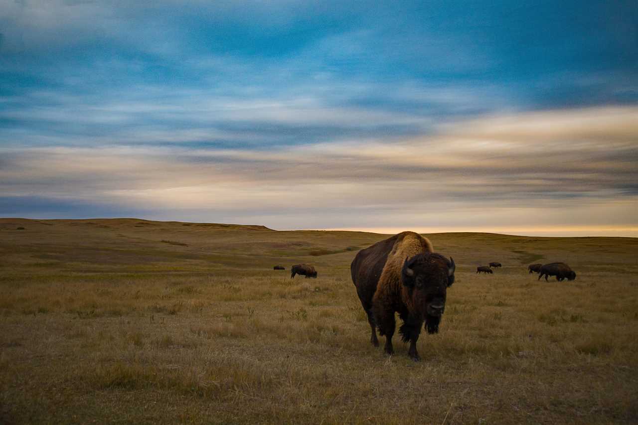 Throughout both the North and South block of Theodore Roosevelt National park are wild bison that graze the plains and badlands.