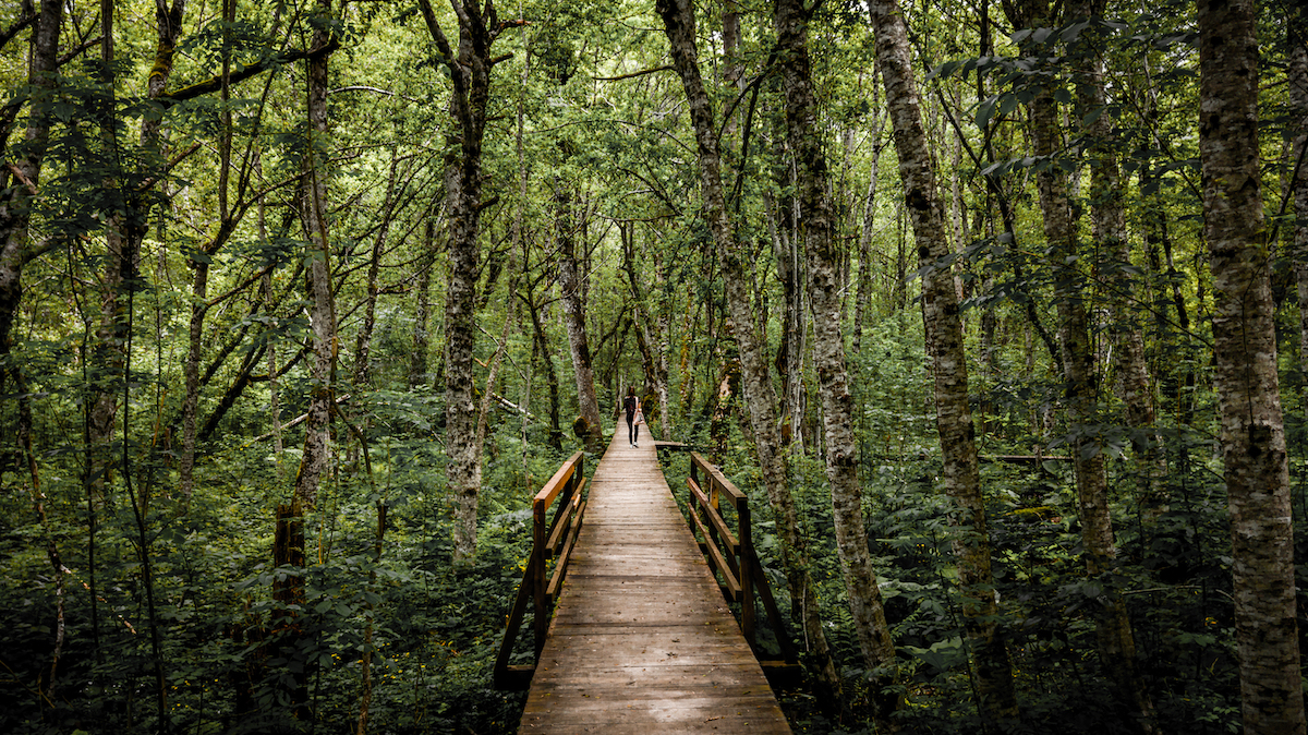 Congaree National Park