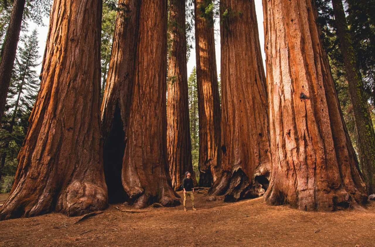 Towering tree trunks dwarf a hiker