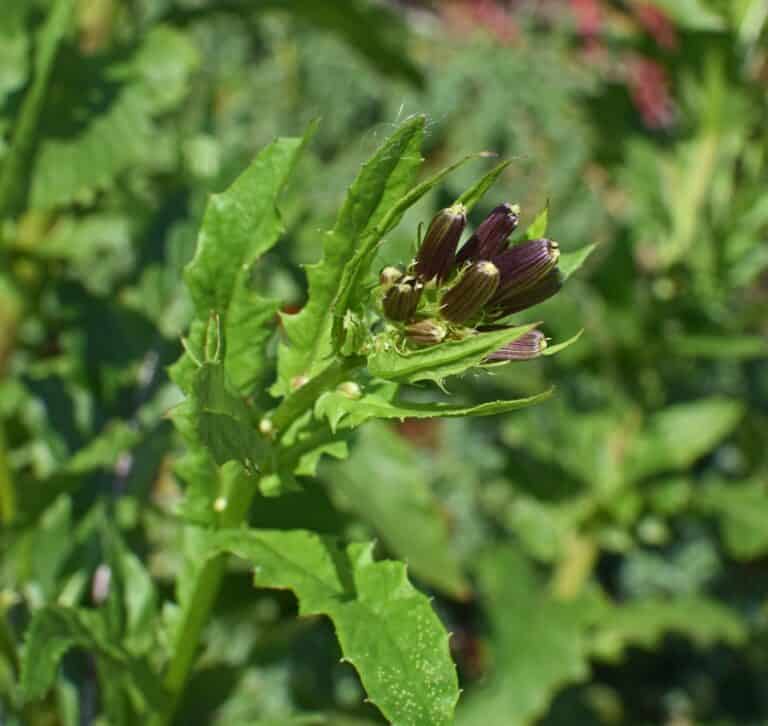 wild lettuce flower buds