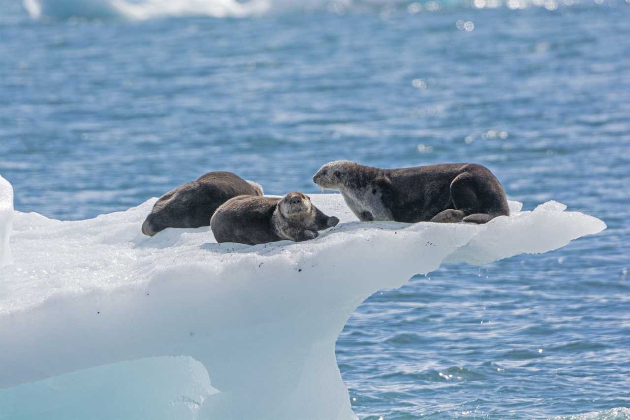 Three sea otters perched on an ice berg.