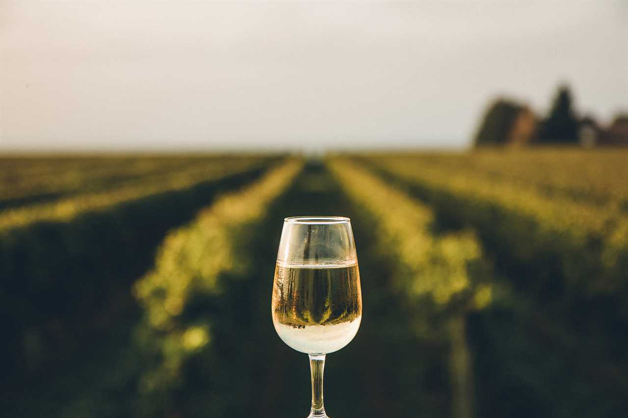 A glass of white wine against a background of grape leaves in a vineyard.