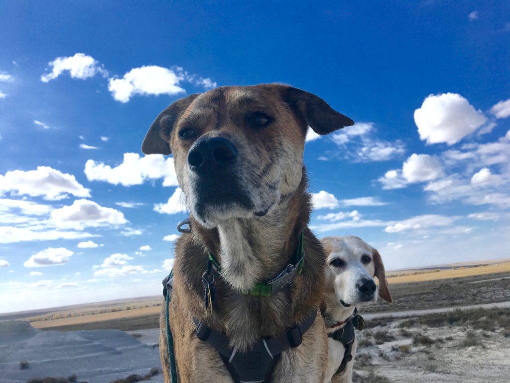2 Traveling Dogs in Kansas