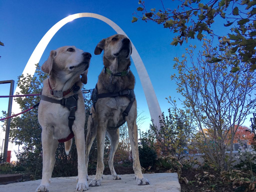 2 Traveling Dogs under Gateway Arch