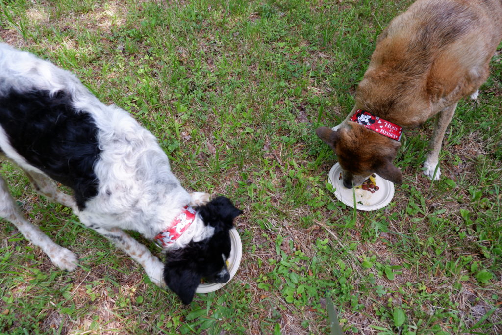 2 Traveling Dogs Eat Dinner at Campsite