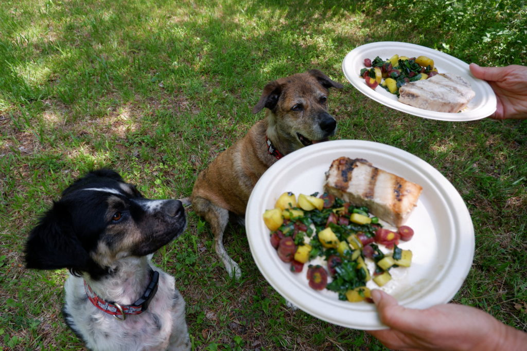 2 Traveling Dogs Eat Grilled Swordfish