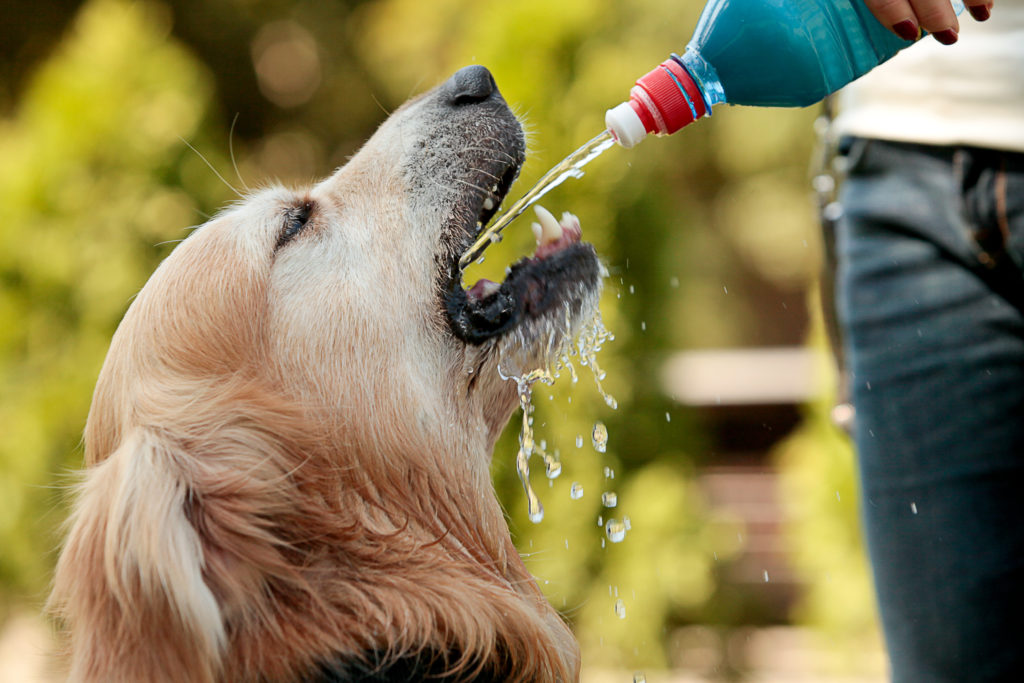 Dog Drinking Water