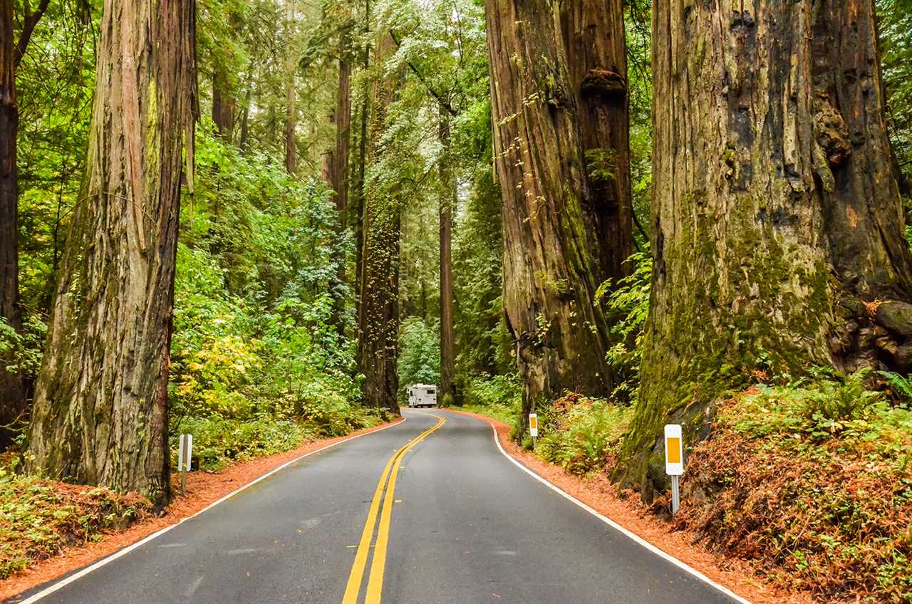 RVing in a giant forest