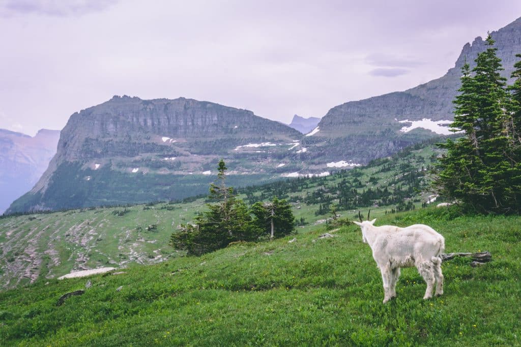 why-visit-glacier-national-park