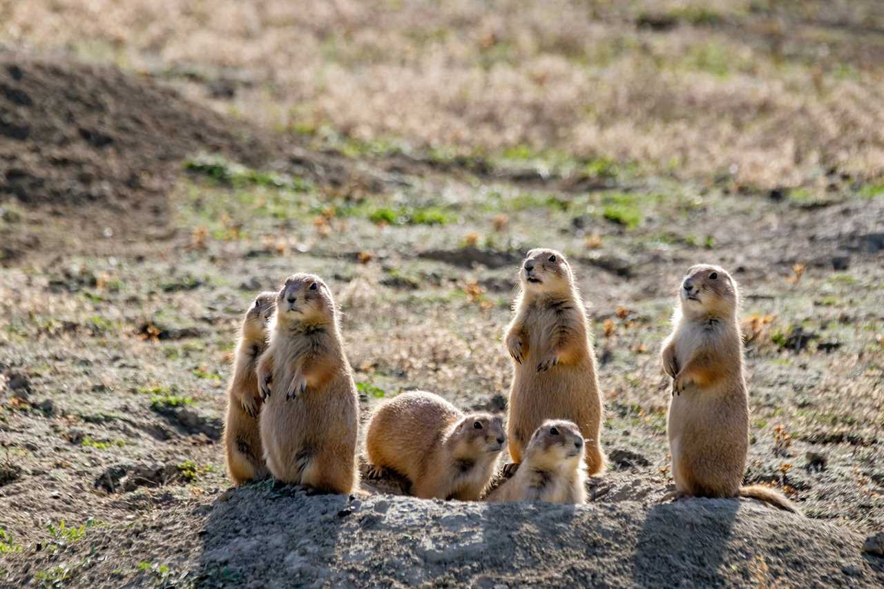 A group of prairie dogs gather