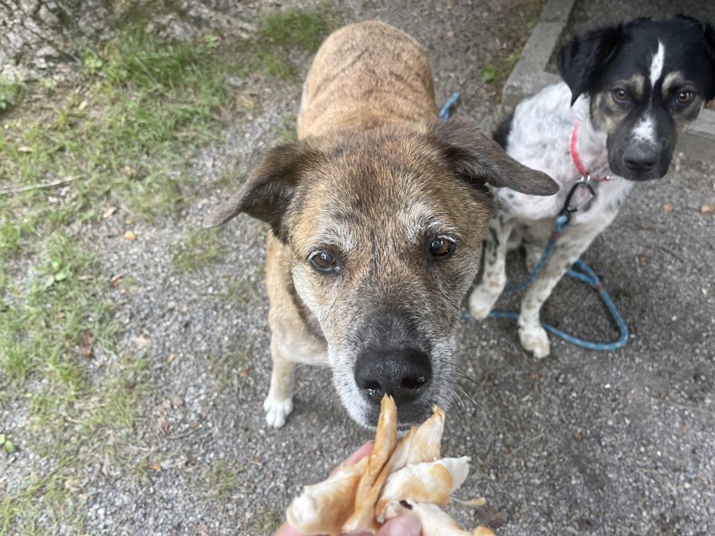 Chicken Jerky Recipe for RVing Dogs